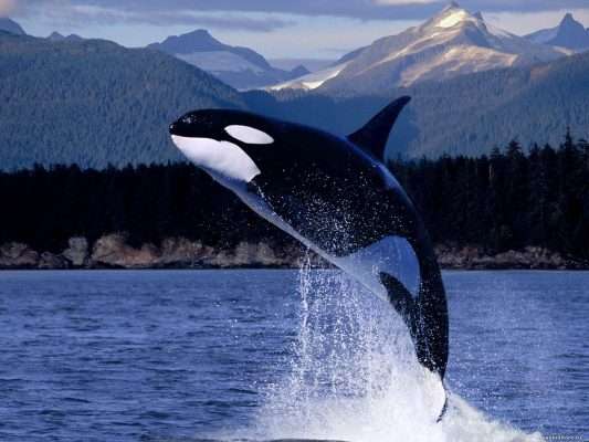 orka